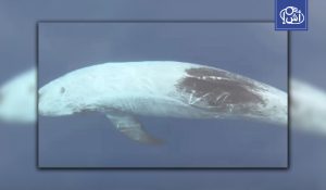 مصر.. دولفين نادر يلفت الأنظار في دهب