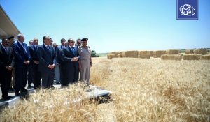 تحذير حكومي في مصر من تقاوي مجهولة المصدر