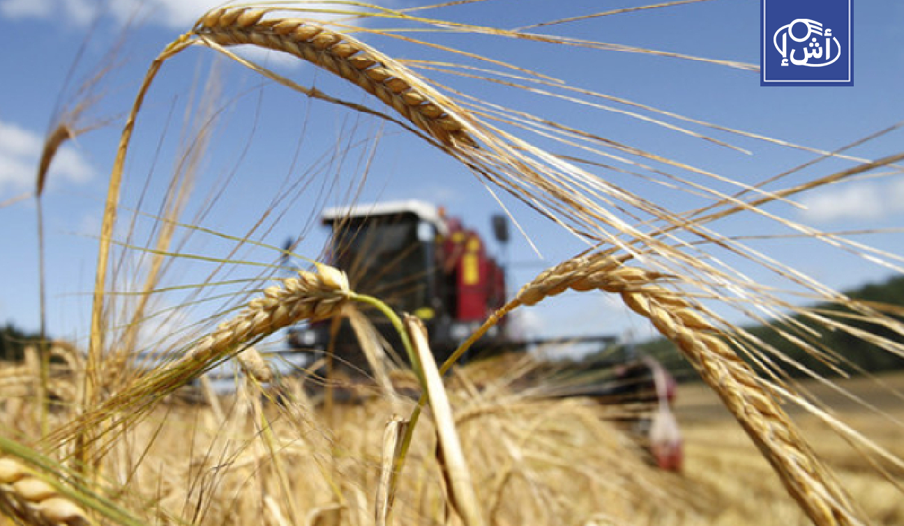 مصر تطرح مناقصة دولية لشراء القمح للشحن في يونيو