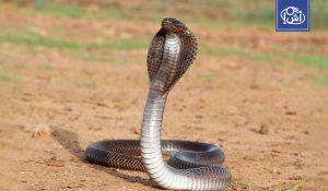 ظهور “الكوبرا” في قرى مصر يثير الذعر وخبراء يكشفون السبب