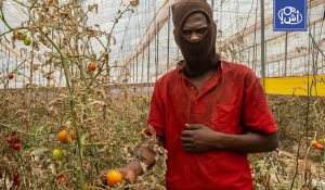 المغرب يستعين بالمهاجرين الأفارقة لإنقاذ قطاعه الزراعي من شُح الأيدي العاملة