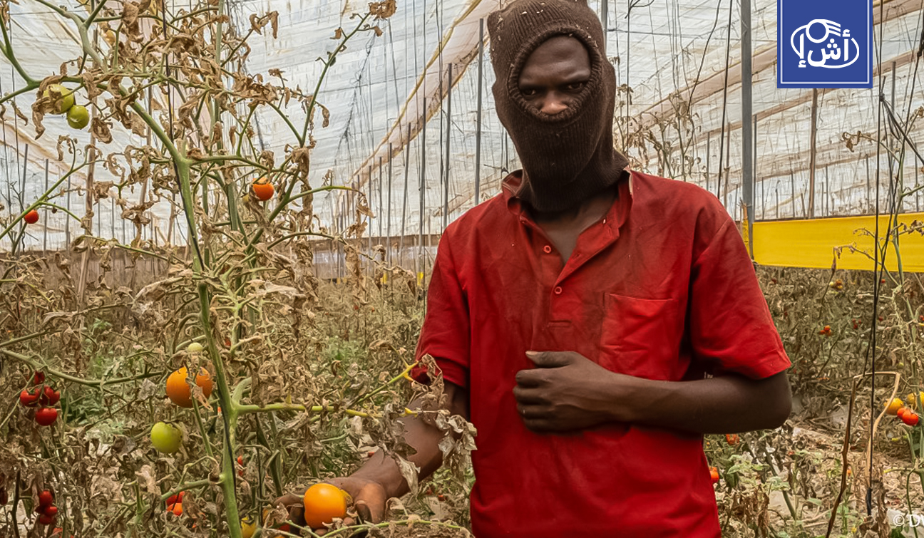 المغرب يستعين بالمهاجرين الأفارقة لإنقاذ قطاعه الزراعي من شُح الأيدي العاملة