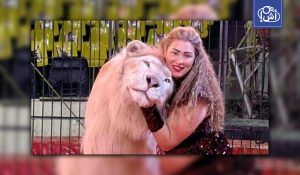 أسد يهاجم طفلة في مصر أثناء التقاط صورة تذكارية في السيرك القومي