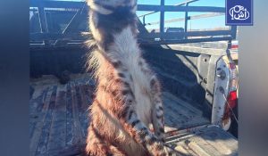 حادثة قتل ضبع نادر في ليبيا تثير موجة استنكار كبيرة