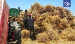 مصر.. سرقة غامضة لمحصول قمح كامل في الشرقية