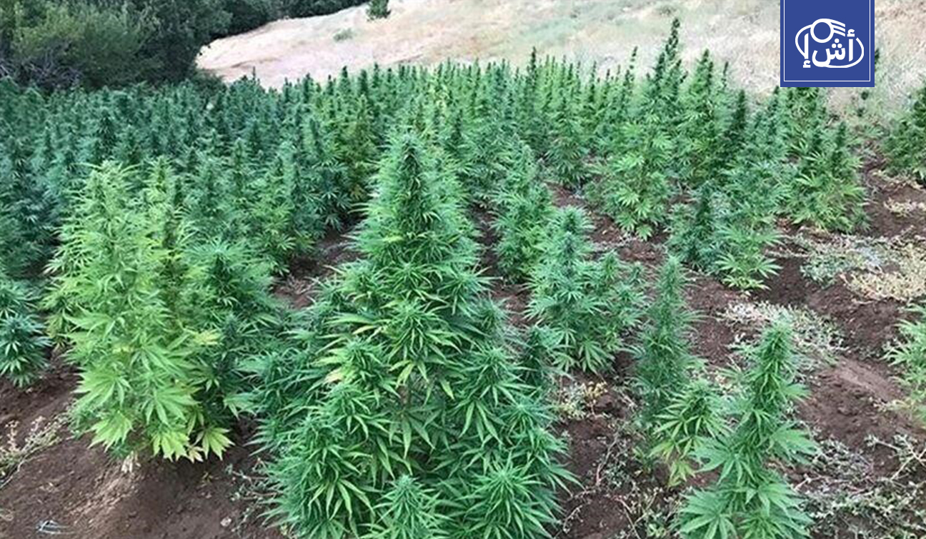 المغرب يمنح 4147 ترخيصاً للقنب الهندي في 2025