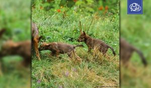 صدمة بيئية في المغرب بسبب استهداف صغار الذئاب