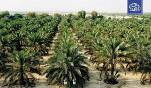 المغرب يطلق برنامجا واسعا لزراعة 5 ملايين نخلة