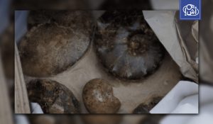 فرنسا تحجز 2000 قطعة أثرية يُشتبه تهريبها من الجزائر