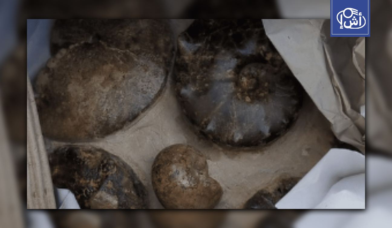 فرنسا تحجز 2000 قطعة أثرية يُشتبه تهريبها من الجزائر