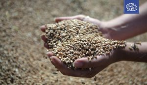 الجزائر تشتري كميات كبيرة من القمح الصلد لتعزيز مخزونها الوطني