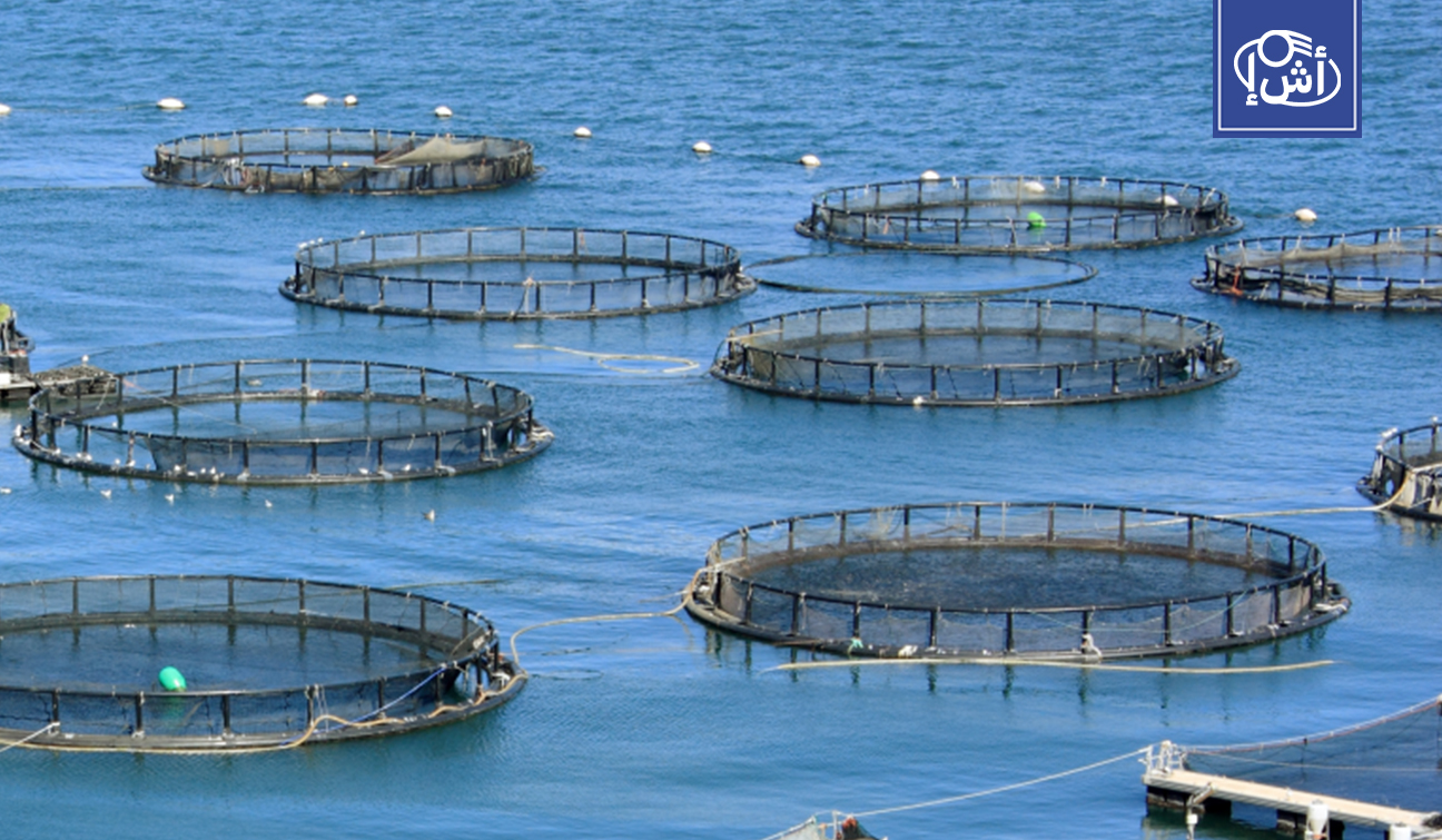 مصر تحقق اختراقاً جديداً في الأسواق الأوروبية عبر الاستزراع السمكي