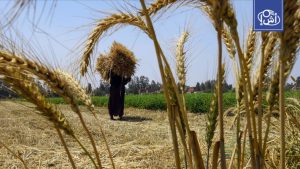 مصر تستهدف تقليص واردات القمح 5% بنهاية 2026
