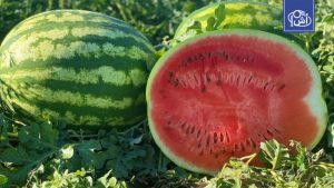 وزارة الزراعة المصرية تنفي شائعات “البطيخ المسرطن”