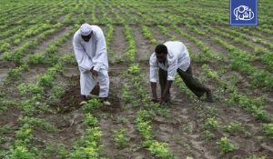 “الفاو” تحذر من فقدان 40% من محاصيل السودان
