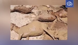 كارثة بيئية في السودان بسبب التعدين التقليدي