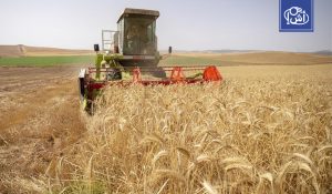 تونس تتوقع موسماً قياسياً للحبوب