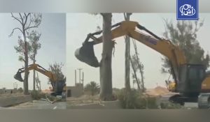 غضب في ليبيا بعد اقتلاع أشجار معمرة في مصراتة