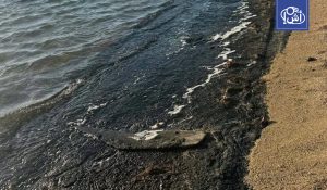 مصر.. استنفار بعد ظهور بقعة زيت سوداء على شواطئ جنوب سيناء