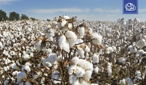 صادرات القطن المصري ترتفع 63% مع صعود الطلب من الهند والصين