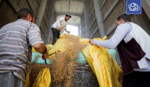 مصر.. واردات القمح تنخفض إلى 12.5 مليون طن