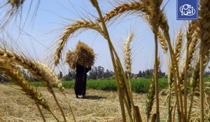 مصر تشتري كمية قياسية من القمح المحلي