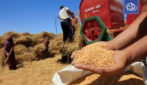 كازاخستان توسع صادرات الحبوب إلى المغرب وتستهدف أسواق شمال وغرب إفريقيا