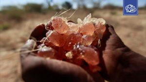 الأمم المتحدة: تهريب الصمغ العربي يغذي اقتصاد الحرب في السودان
