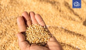 ديوان الحبوب التونسي يسعى لشراء 200 ألف طن من الحبوب