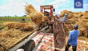 مصر تفعل تمويلا إماراتيا بـ500 مليون دولار لاستيراد القمح رغم ارتفاع المحصول المحلي