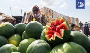 أرقام البطيخ عالميا.. الجزائر في صدارة الإنتاج العربي والمغرب يتقدم في التصدير