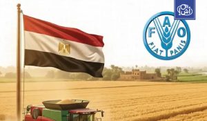 مصر تتصدر العالم العربي في إنتاج القمح خلال 2026