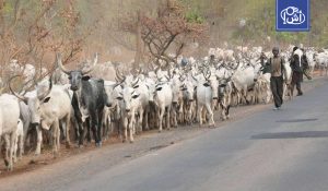 جنوب السودان.. مقتل 60 شخصاً على الأقل في صراع على الماشية