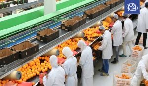صادرات مصر الزراعية تتجاوز 6.2 مليون طن خلال 2026