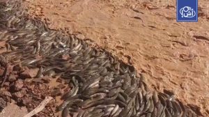 ما سر ظهور أسماك السلور في صحراء الجزائر؟