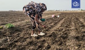 تقرير دولي: الجفاف يضرب نصف الأراضي الزراعية في السودان