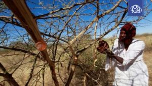 لغز “الذهب الأبيض” في السودان.. إنتاج يتراجع ومخاوف من ضياع المنشأ